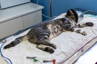 La prueba TnI ayuda a determinar si un gato con distrés respiratorio presenta o no una lesión cardiaca primaria